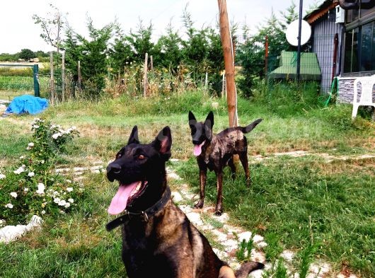 A Kalite Safkan Malinois Yavruları görsel
