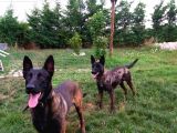 A Kalite Safkan Malinois Yavruları
