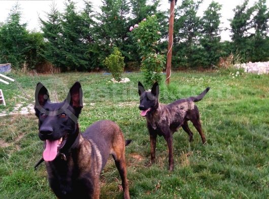 A Kalite Safkan Malinois Yavruları görsel