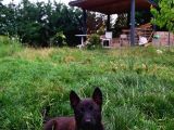 A Kalite Safkan Malinois Yavruları