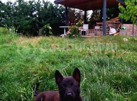 A Kalite Safkan Malinois Yavruları