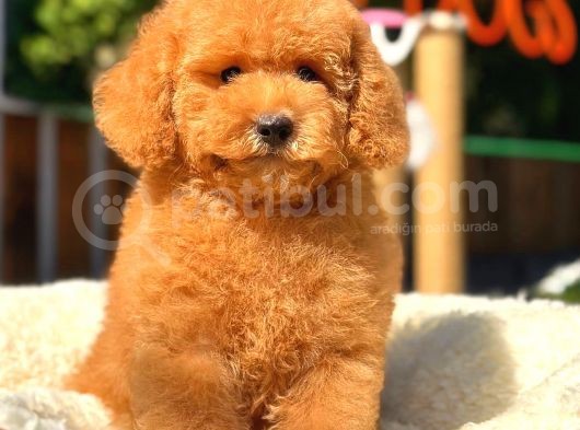 Red Di̇şi̇ Toy Poodle görsel