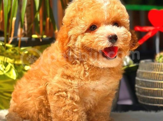 Toy Poodle Erkek görsel