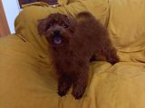 Koyu Kirmizi Erkek Toy Poodle