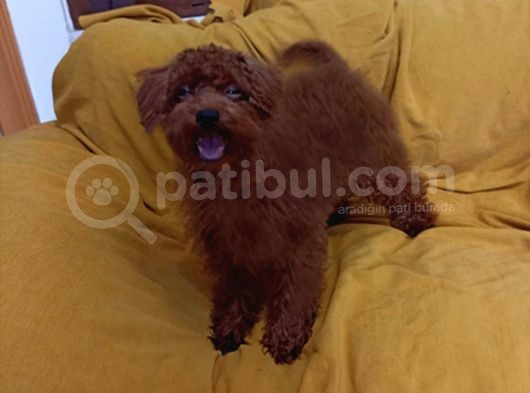 Koyu Kirmizi Erkek Toy Poodle görsel