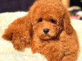 Red Di̇şi̇ Toy Poodle
