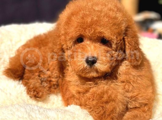 Red Di̇şi̇ Toy Poodle görsel
