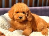 Red Di̇şi̇ Toy Poodle