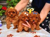 Red Brown Dişi Erkek Toy Poodle Yavrularımız