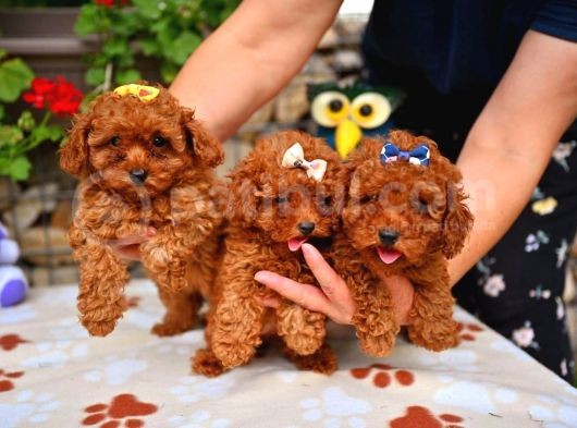Red Brown Dişi Erkek Toy Poodle Yavrularımız görsel