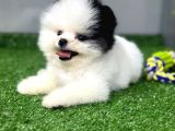 Pomerani̇an Yavrularimiz İçi̇n İleti̇şi̇me Geçebi̇li̇rsi̇ni̇z
