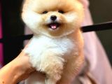 POMERANİAN YAVRULARIMIZ İÇİN İLETİŞİME GEÇEBİLİRSİNİZ