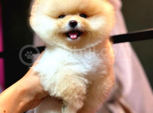 Pomerani̇an Yavrularimiz İçi̇n İleti̇şi̇me Geçebi̇li̇rsi̇ni̇z