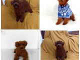 2 Yaşinda Anne Ve 4 Erkek Red Brown Toy Poodle