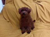 Koyu Kirmizi Erkek Toy Poodle