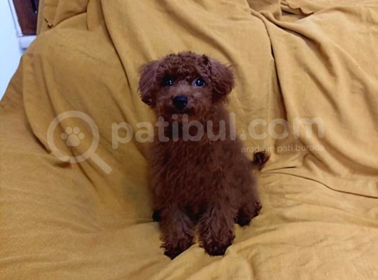 Koyu Kirmizi Erkek Toy Poodle görsel