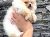 Süper Kali̇te Pomerani̇an Boo Yavrumuz