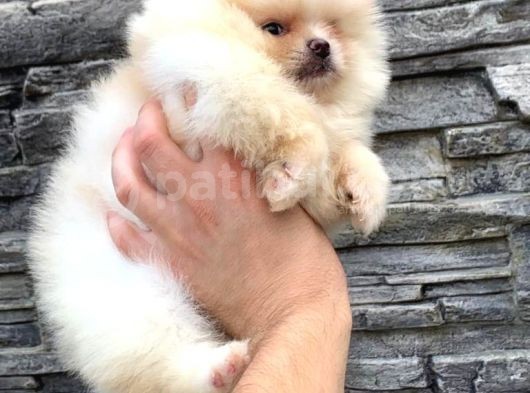 Süper Kali̇te Pomerani̇an Boo Yavrumuz görsel
