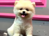 Pomerani̇n Yavrularimiz İçi̇n İletşi̇me Geçebi̇li̇rsi̇ni̇z