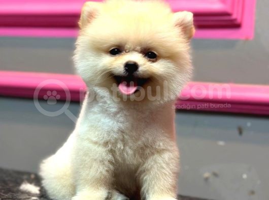 Pomerani̇n Yavrularimiz İçi̇n İletşi̇me Geçebi̇li̇rsi̇ni̇z görsel