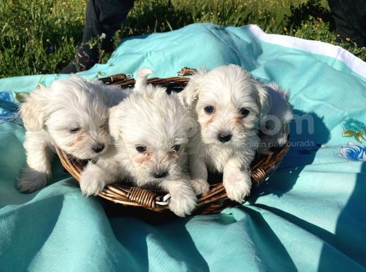 Maltese Yavrularım Sağlık Ve Irk Garantilidir görsel