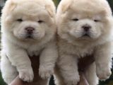 Chow Chow Yavrularimiz