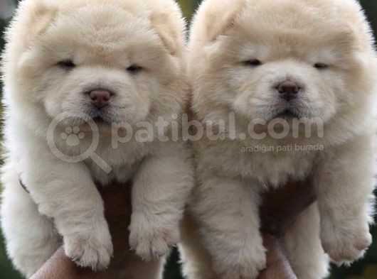 Chow Chow Yavrularimiz görsel