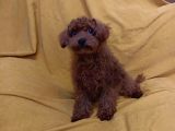 Koyu Kirmizi Erkek Toy Poodle