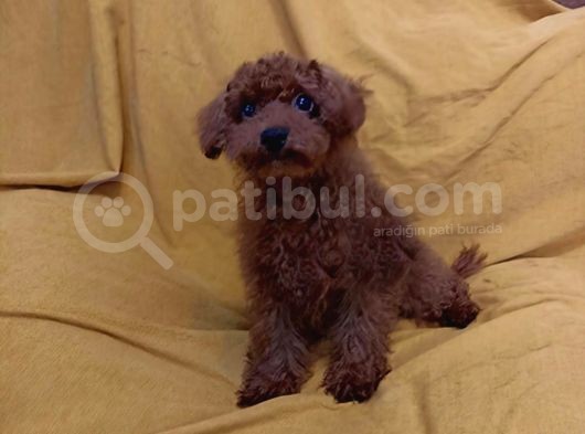 Koyu Kirmizi Erkek Toy Poodle görsel
