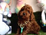 Sevimli Poodle Yavrularımıza Sahip Olmak İster Misin