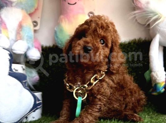Sevimli Poodle Yavrularımıza Sahip Olmak İster Misin görsel