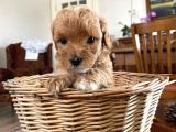 Tarçının Maltipoo Bebekleri
