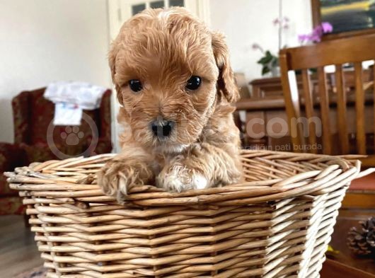 Tarçının Maltipoo Bebekleri görsel