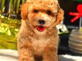 PARTY COLOUR ERKEK TOY POODLE