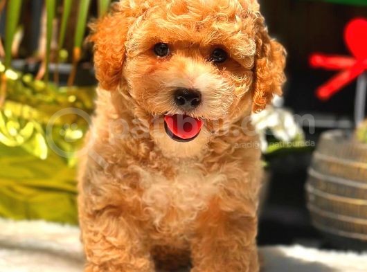 Party Colour Erkek Toy Poodle