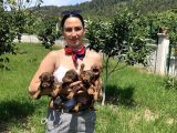 Doberman Kızıl ve siyah yavrularım sağlık ve ırk garantilidir