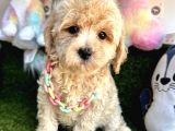 Sevimli Maltipoo Yavrularımıza Sahip Olmak İster Misin
