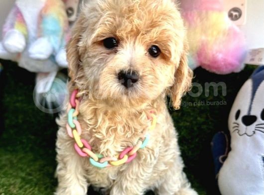 Sevimli Maltipoo Yavrularımıza Sahip Olmak İster Misin görsel