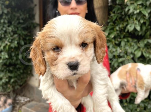 Cavalier Yavrularım Sağlık Ve Irk Garantilidir görsel