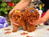 Red Brown Dişi Erkek Toy Poodle Yavrularımız