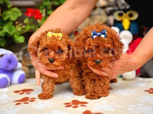 Red Brown Dişi Erkek Toy Poodle Yavrularımız görsel