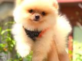 KREM ERKEK POMERANİAN BOO