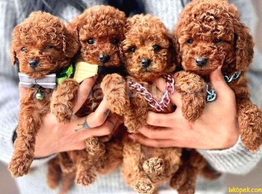 RED BROWN MİNİ BOY TOY POODLE YAVRULARIMIZ