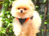 Krem Erkek Pomerani̇an Boo