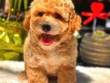 Party Colour Erkek Toy Poodle
