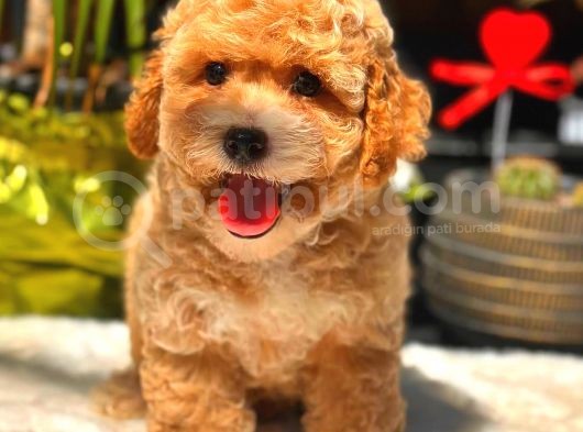 Party Colour Erkek Toy Poodle görsel