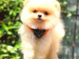 Krem Erkek Pomerani̇an Boo