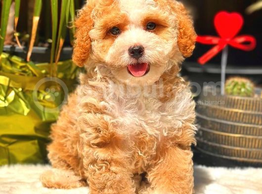 Toy Poodle Erkek görsel