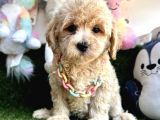 Sevimli Maltipoo Yavrularımıza Sahip Olmak İster Misin