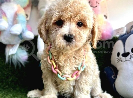Sevimli Maltipoo Yavrularımıza Sahip Olmak İster Misin